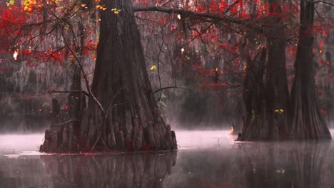 Morning-drifting-along-the-glass-swamps-of-Caddo-Lake-with-cypress-trees-that-are-peaked-with-colors