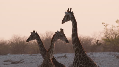 Familie-Afrikanischer-Giraffen,-Die-Während-Des-Sonnenuntergangs-In-Afrika-In-Der-Savanne-Stehen