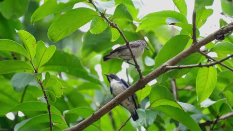 Male-and-Female-perched-together-as-they-watch-their-nest,-Scarlet-backed-Flowerpecker-Dicaeum-cruentatum,-Thailand