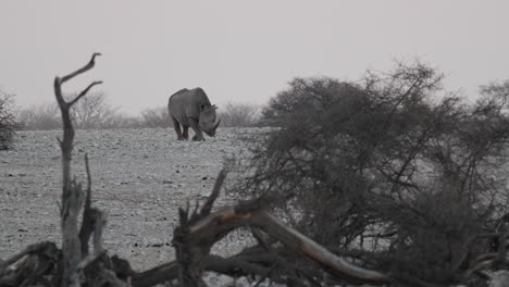 Rinoceronte-Negro-En-Peligro-Crítico-De-Extinción-Caminando-En-La-Tierra-Rocosa-De-África