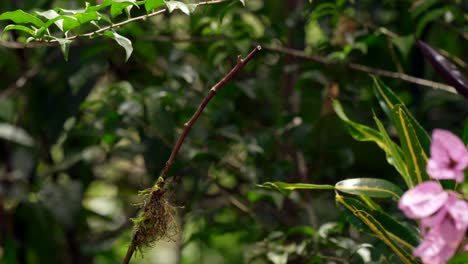 Ein-Blass-Schillernder-Kolibri-Sitzt-Auf-Einem-Ast-In-Einem-Wald-In-Ecuador,-Südamerika,-Bevor-Er-Davonfliegt