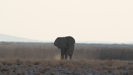 Lone-African-Bush-Elephant-Isolated-In-Wildlife-Savanna