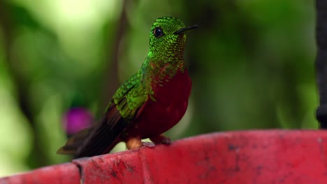 An-iridescent-gree-hummingbird-looks-around-whilst-drinking-sugar-water-in-a-forest-in-Ecuador,-South-America
