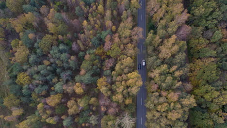 Slow-Drone-reverse-over-busy-forrest-road,-autumn-colours
