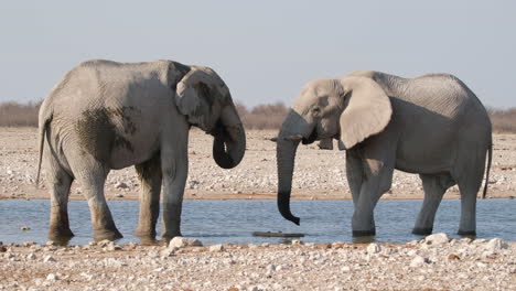 Pareja-De-Elefantes-Africanos-En-El-Río,-Reserva-Natural-De-áfrica