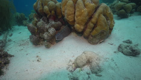 Eine-Gefleckte-Muräne-Schwimmt-Durch-Die-Koralle-Eines-Karibischen-Riffs-Und-Taucht-Aus-Einem-Spalt-Auf