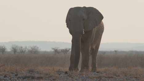 Retrato-De-Un-Solitario-Elefante-Africano-De-Sabana-En-Sudáfrica