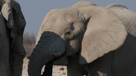 Ein-Paar-Eines-Afrikanischen-Buschelefanten-Im-Naturwildreservat-Des-Südlichen-Afrikas