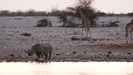 Black-Rhino-Drinking-In-The-River-With-Guineafowl-And-Giraffe-In-The-Background-During-Sunset-In-Africa