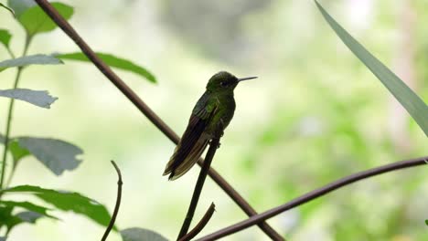 An-iridescent-hummingbird-perches-on-top-of-a-branch-in-a-forest-in-Ecuador,-South-America