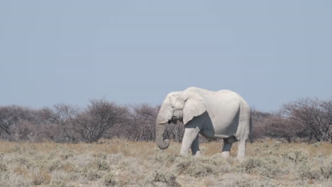 Afrikanischer-Buschelefant---Loxodonta-Africana,-Der-Sich-über-Der-Sonnigen-Savanne-Ernährt