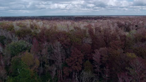 Aerial-over-dense-Coniferous-and-Deciduous-forest-in-fall-in-Florida