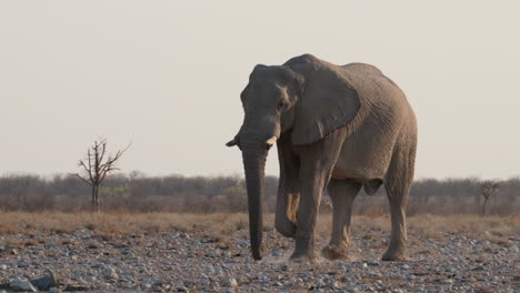 African-Bush-Elephant-Roaming-On-Kruger-National-Park-In-South-Africa