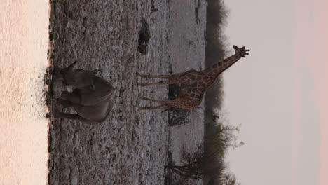 Vertikale-Ansicht-Eines-Spitzmaulnashorns,-Das-Im-Fluss-Trinkt,-Mit-Einer-Giraffe-Im-Hintergrund-Während-Des-Sonnenuntergangs-In-Afrika