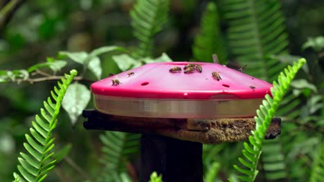 Hummingbirds-and-bees-drink-from-a-sugar-feeder-in-Ecuador,-South-America