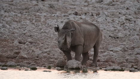 Closeup-Of-Black-Rhinoceros-Drinking-Water-In-The-Stream-In-Africa