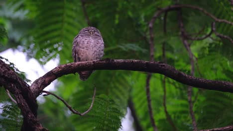 Perched-on-a-branch-while-winkig-its-left-eye-while-the-wind-blows,-Spotted-Owlet-Athene-brama,-Thailand