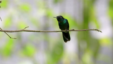 A-beautiful-iridescent-hummingbird-sits-on-a-branch-looking-for-danger-in-a-forest-in-Ecuador,-South-America