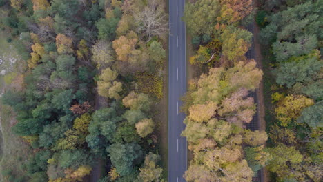 Top-Down-Drone-View-of-Road-Through-Autumn-Forest