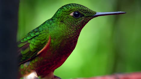 An-iridescent-green-hummingbird-looks-around-whilst-drinking-sugar-water-in-a-forest-in-Ecuador,-South-America