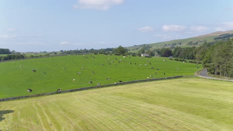Drone-footage-flying-up-to-and-panning-around-a-cow-field-in-the-beautiful-countryside-of-rural-Yorkshire,-UK-with-trees,-dry-stone-walls,-country-roads-and-hills-in-the-distance