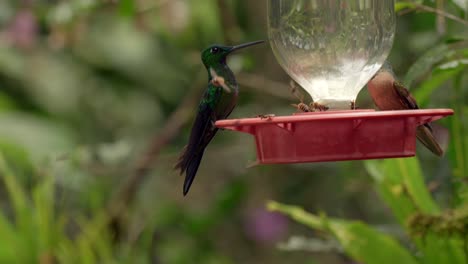 Hummingbirds-and-bees-rest-and-drink-from-a-sugar-feeder-in-Ecuador,-South-America