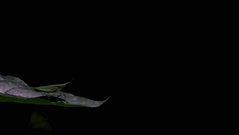 A-time-lapse-of-this-insect-on-a-leaf-deep-in-the-dark-of-the-jungle,-Katydid-Tettigoniidae,-Thailand