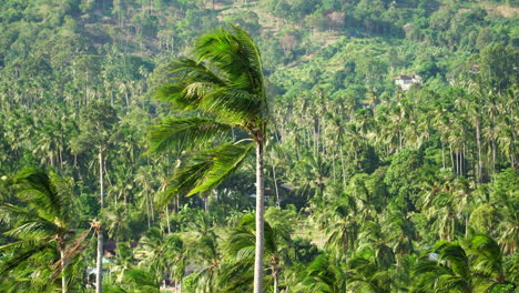 Tropical-background,-palm-trees-in-a-wind-in-Thailand,-tilt-up