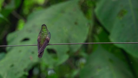 An-iridescent-hummingbird-sits-on-a-wire-in-a-forest-in-Ecuador,-South-America-before-flying-away