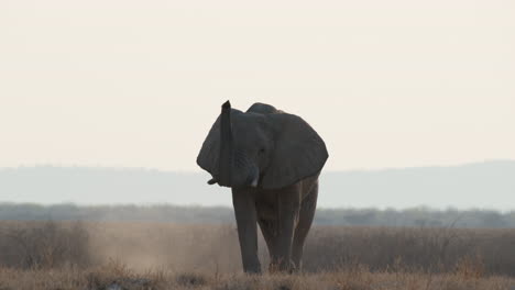 Afrikanischer-Buschelefant-Hebt-Seinen-Rüssel,-Während-Er-über-Die-Wilde-Savanne-Geht
