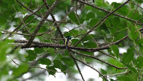 Seen-from-its-back-and-then-turns-its-head-to-face-right,-Black-and-yellow-Broadbill-Eurylaimus-ochromalus,-Thailand