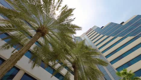 Looking-Up-On-Palm-Trees-With-High-rise-Hotel-In-The-Background-In-Dubai,-UAE