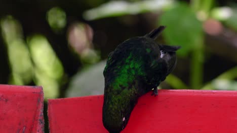 An-iridescent-hummingbird-looks-for-danger-whilst-drinking-sugar-water-in-a-forest-in-Ecuador,-South-America