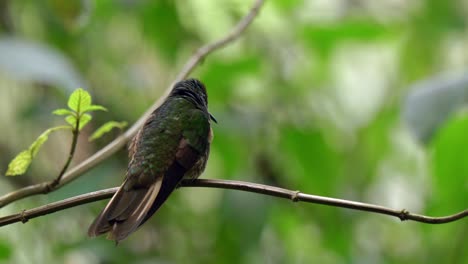 A-green-iridescent-hummingbird-sits-on-a-tree-in-a-forest-in-Ecuador,-South-America