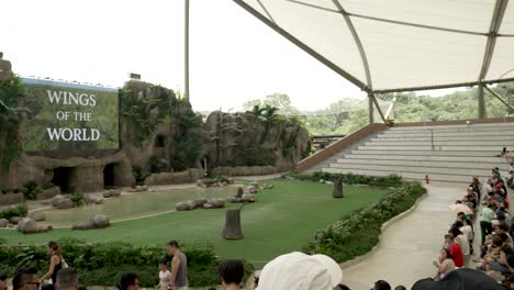 Das-Sky-Amphitheatre-Ist-Voller-Menschen,-Die-Auf-Den-Beginn-Der-Präsentation-Im-Bird-Paradise-Zoo-In-Singapur-Warten