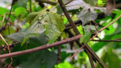 Ein-Schillernder-Kolibri-Sitzt-Auf-Einem-Ast,-Bevor-Er-In-Einen-Wald-In-Ecuador,-Südamerika,-Fliegt