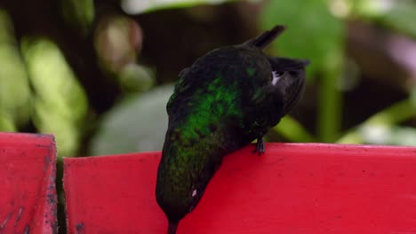 An-iridescent-hummingbird-drinks-sugar-water-in-a-forest-in-Ecuador,-South-America