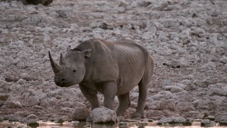 Rinoceronte-Negro-Bebiendo-En-El-Río-Con-Aves-Pintadas-Caminando-Detrás-De-él