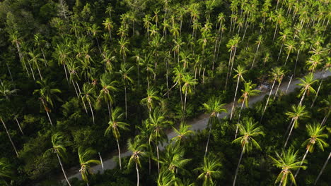 Tall-coconut-palm-trees-in-untouched-wilderness-in-koh-samui,-aerial-view