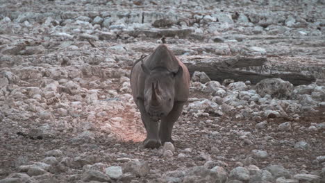 Rinoceronte-Negro-Caminando-Por-La-Tierra-Rocosa-Hasta-El-Río-En-África