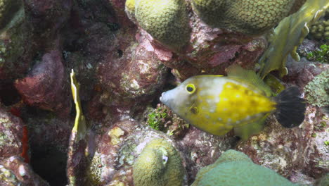 Ein-Weißgefleckter-Feilenfisch-Schwebt-Inmitten-Der-Farbenfrohen-Karibischen-Korallen