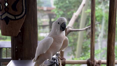 Salmon-Crested-Cockatoo-perched-On-Railing-Turning-Around-At-Bird-Paradise-Zoo-In-Singapore