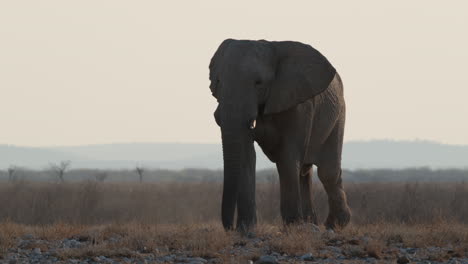 Elefante-Africano,-Loxodonta-Africana-Marchando-Sobre-La-Sabana-Salvaje