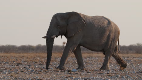 Gehender-Afrikanischer-Elefant-Im-Safaripark-Von-Südafrika