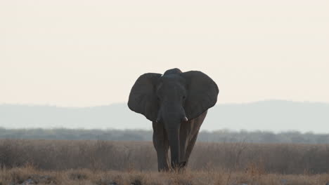 Ein-Einsamer-Afrikanischer-Elefant-Geht-Mit-Flatternden-Ohren-Durch-Die-Savanne