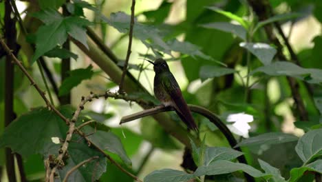 A-small-iridescent-hummingbird-sits-on-a-branch-in-a-forest-in-Ecuador,-South-America