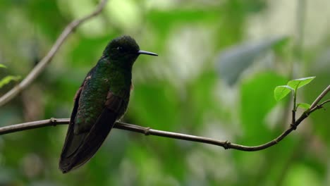 A-dark-iridescent-hummingbird-sits-on-a-branch-in-a-forest-in-Ecuador,-South-America-before-flying-away