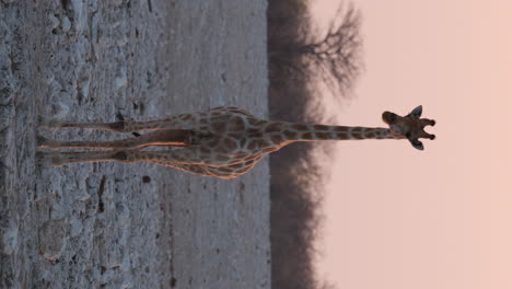 Vertikale-Ansicht-Einer-Giraffe,-Die-Mit-Dem-Schwanz-Wedelt,-Während-Sie-In-Afrikanischer-Umgebung-Steht
