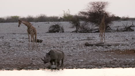 Rinoceronte-Negro-Bebiendo-En-El-Río-Con-Dos-Jirafas-Al-Fondo