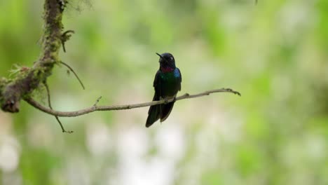 An-iridescent-pink-and-green-hummingbird-sits-on-top-of-a-branch-in-a-forest-in-Ecuador-and-looks-for-danger,-South-America